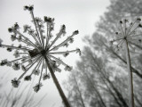 Dried Plants and Trees Covered with Hoarfrost are Seen in a Forest Near Village Veragi, Belarus Photographie