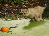 Asian Lion Cub Attempts to Retrieve a Pumpkin from the Pond at the London Zoo Photographic Print