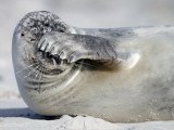 Seal Pup Relaxes on the Beach of the Island Helgoland, Northern Germany Photographic Print