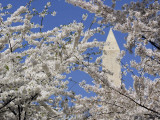 Washington Monument Peers in Between the Blossoming Cherry Trees in Washington Photographic Print