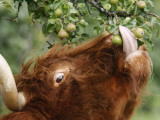 One of a Herd of Scottish Highland Cattle Picks Pears from a Tree in Gockhausen, Switzerland Photographic Print