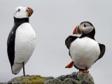 Atlantic Puffin Appears to Imitate a Decoy by Standing on One Leg, on Eastern Egg Rock, Maine Photographic Print