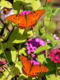 Pair of Passion Butterflies Perch on Flowers at a Houston Park Photographic Print