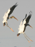 Pair of Wood Storks Come in for a Landing in the Flats of the St. Marks Wildlife Refuge Photographic Print