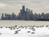 Birds Sit in Deep Snowdrifts at the Lake Shore Drive in Chicago Photographic Print