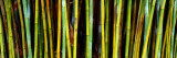 Bamboo Trees in Botanical Garden, Kanapaha Botanical Gardens, Gainesville, Alachua County, Florida Reprodukcja zdjęcia autor Panoramic Images Bamboo Trees in Botanical Garden, Kanapaha Botanical Gardens, Gainesville, Alachua County, Florida Reprodukcja zdjęcia autor Panoramic Images