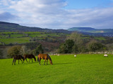 Horses and Sheep in the Barrow Valley, Near St Mullins, County Carlow, Ireland Photographic Print