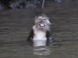 Long-Tailed Macaque Monkey Sits in the Water after Taking Food from a Tourist Boat in Malaysia Photographic Print
