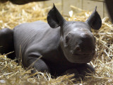 New Born Rhinoceros Zawadi Lifts its Head at the Zoo in Berlin Photographie
