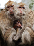 Crab-Eating Macaques Huddle Together to Fend Off Cold Front Lingering over Taiwan as a Young Feeds Photographic Print