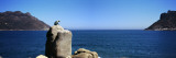Bronze Leopard Statue on a Boulder, Hout Bay, Cape Town, Western Cape Province, South Africa Photographic Print by Panoramic Images 