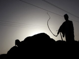 Sudanese Shepherd Leads His Flock at a Farm Outside Khartoum, Sudan Photographic Print