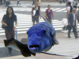 Stellate Puffer and Other Fish from the Okinawan Sea on Display in Tokyo's Ginza Shopping District Photographie