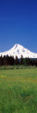 Field with a Snowcapped Mountain in the Background, Mt Hood, Oregon, USA Photographic Print by Panoramic Images 