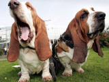 Bassethounds Pose in Dortmund, Germany Photographic Print