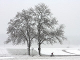 Cyclist Passes a Tree Covered with Snow, Southern Germany Lámina fotográfica