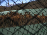 Sheared Vicunas Wait to Be Released by Farmers in the Andean Village of Patoko, Bolivia Fotografie-Druck