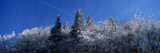 Frost on Trees, Great Smoky Mountains National Park, Tennessee, USA Lámina fotográfica por Panoramic Images Frost on Trees, Great Smoky Mountains National Park, Tennessee, USA Lámina fotográfica por Panoramic Images