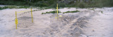 Loggerhead Turtle Tracks on the Beach, Osprey, Sarasota County, Florida, USA Photographic Print by Panoramic Images 