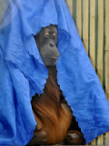 Orang-Utang Daisy is Covered with Sheet, Sleeping in Her Enclosure in Zoological Garden in Dresden Fotografie-Druck