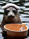 Male Baikal Seal Billy Performs a Dip in Hot Spring, Holding a Sake Bottle at an Aquarium in Hakone Photographic Print