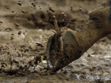 Horse Runs Through the Mud at Churchill Downs in Louisville, Kentucky Photographic Print