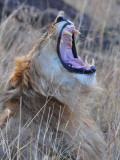 Male Lion is Seen in Masai Mara National Park in Kenya Photographic Print