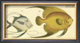 Silver Fish Poster by Marcus Elieser Bloch