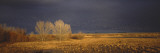 Flock of Snow Geese Flying, Bosque Del Apache National Wildlife Reserve, Socorro County, New Mexico Photographic Print by Panoramic Images 