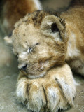 Lion Cub Lays His Head on the Paw of His Mother at Prigen Safari Park in Pasuruan, Indonesia Photographie