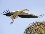 Stork Approaches its Nest in Holzen Photographic Print