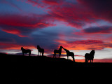 Silhouette of Horses at Night, Iceland Reprodukcja zdjęcia Silhouette of Horses at Night, Iceland Reprodukcja zdjęcia