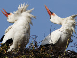 Storks Sit in their Nest at Bergenhusen, Northern Germany Photographie