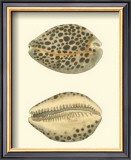 Leopard Cowry Shells Prints by George Shaw