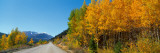 Aspen Trees Along a Road, Rock Creek Road, California, USA Lámina fotográfica por Panoramic Images
