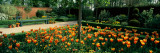 Tulips in a Garden, Springfields Garden, Lincolnshire, England Lámina fotográfica por Panoramic Images