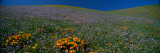Wildflowers on a Hillside, California, USA Lámina fotográfica por Panoramic Images Wildflowers on a Hillside, California, USA Lámina fotográfica por Panoramic Images