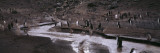 Penguins Make their Way to the Colony, Baily Head, Deception Island, Shetland Islands, Antarctica Photographic Print by Panoramic Images 