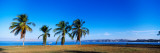 Palm Trees on the Beach, Puerto La Cruz, Anzoategui State, Venezuela Photographic Print by Panoramic Images 