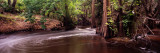 Stream Flowing in a Forest, Shell Creek, Florida, USA Photographic Print by Panoramic Images 