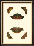 Cramer Butterfly Study III Prints by Pieter Cramer