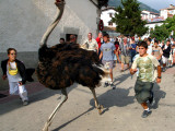 Running with an Ostrich in the Streets of Northern Spain, Imitating the Famous Running of the Bulls Photographic Print