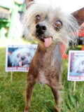 Miss Ellie Competes in World's Ugliest Dog Contest at Sonoma-Marin Fair in Petaluma, California Photographic Print