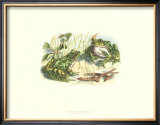 Pair of Frogs II Art by J. W. Wood