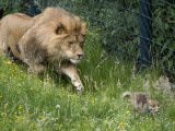 Lion Hounds a Little Fox at the Zoo in Wuppertal Lámina fotográfica