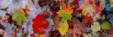 Frost on Leaves, Vermont, USA Lámina fotográfica por Panoramic Images Frost on Leaves, Vermont, USA Lámina fotográfica por Panoramic Images