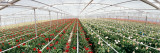 Daisy Flowers in a Greenhouse, Carpinteria, Santa Barbara County, California, USA Lámina fotográfica por Panoramic Images Daisy Flowers in a Greenhouse, Carpinteria, Santa Barbara County, California, USA Lámina fotográfica por Panoramic Images