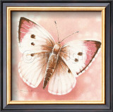 Lycaenidae Prints by Arkadiusz Warminski