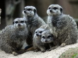 Slender-Tailed Meerkats Snuggle Against Each Other for Warmth in the Zoo in Hanover - Fotografik Baskı Slender-Tailed Meerkats Snuggle Against Each Other for Warmth in the Zoo in Hanover - Fotografik Baskı