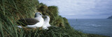 Grey Headed Albatross Courting, Bird Island, South Georgia Island Photographic Print by Panoramic Images 